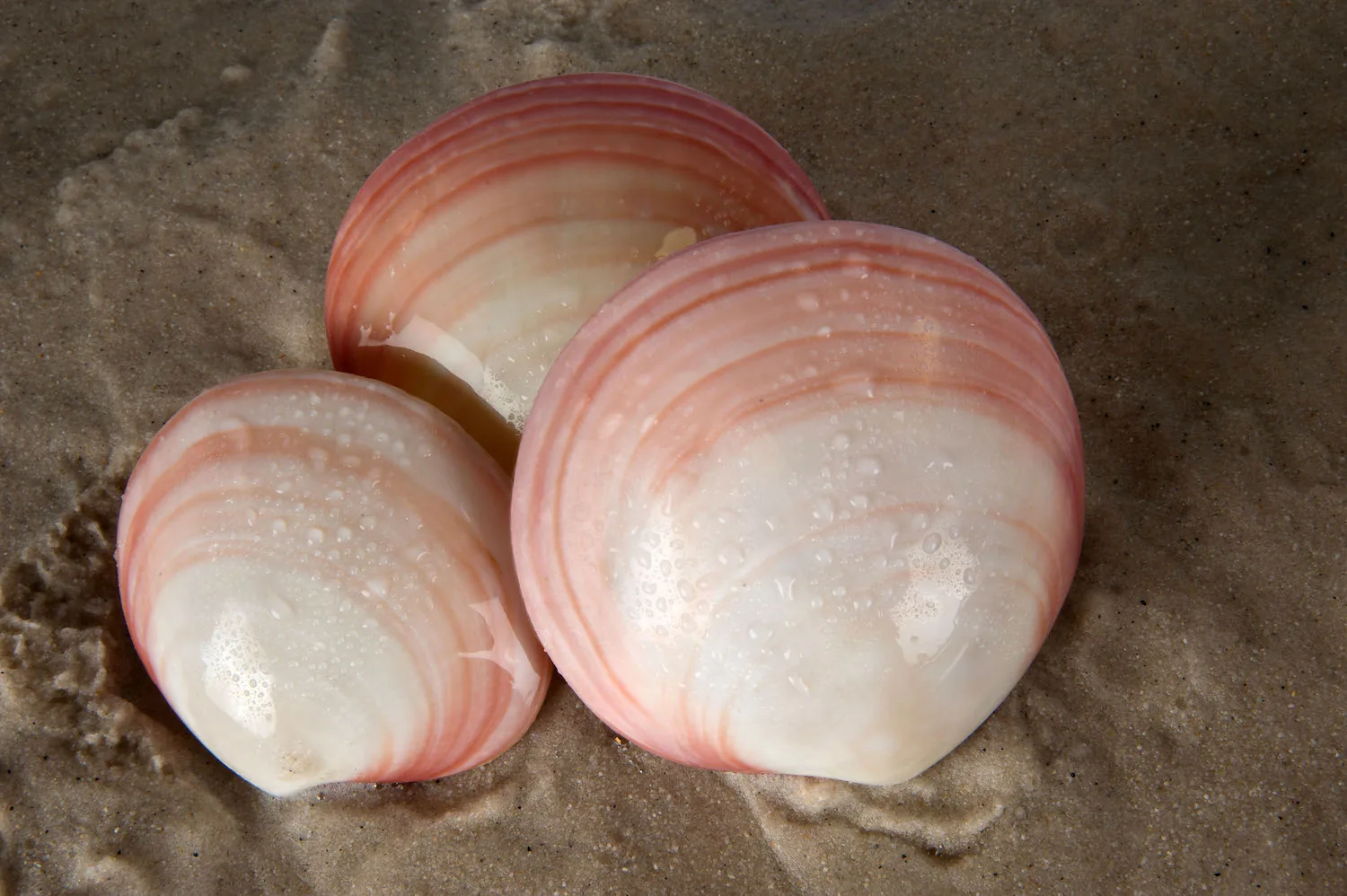 Warme Muscheln für die Tigerclam-Massage
